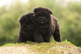 CHOW CHOW 507